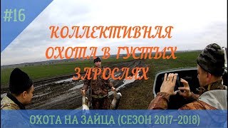 (18+) КОЛЛЕКТИВНАЯ ОХОТА НА ЗАЙЦА В ГУСТЫХ ЗАРОСЛЯХ