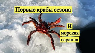 Первые крабы сезона и морская саранча