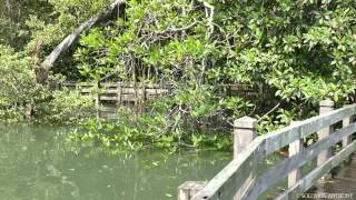 Very high tide rising at Sungei Buloh. Spot the Crocodiles. Watch in Full HD for viewing pleasure