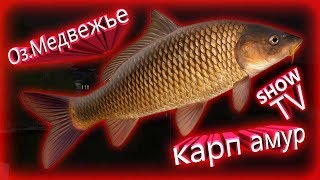 (русская рыбалка 4) #амур и карп Оз.медвежье