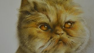 Как рисовать кота