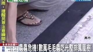 蟲蟲危機！數萬毛毛蟲吃光整排鳳凰樹