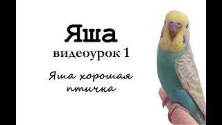 ? Учим попугая Яша говорить. Видеоурок 1: "Яша хорошая птичка"