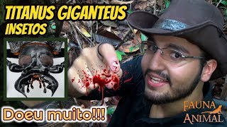 FUI MORDIDO PELO MAIOR BESOURO DO PLANETA!!! (Titanus giganteus)              | FAUNA ANIMAL |