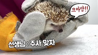 한 성질하는 고슴도치 반응 ? (feat.청설모)