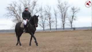Жеребец Рэдиант | Конный завод им Первой Конной Армии