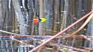 ЛОВЛЯ КАРАСЯ в КАМЫШЕ на МОРМЫШКУ