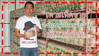 #เพาะเห็ด นางฟ้า ขาย สร้างรายได้เสริม