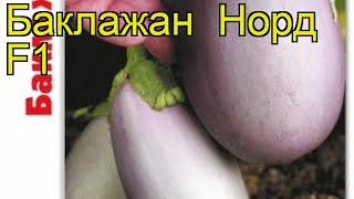Баклажан Норд F1. Краткий обзор, описание характеристик, где купить семена solanum melongena Nord F1