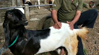 Harga  kambing etawa super di pasar kliwon