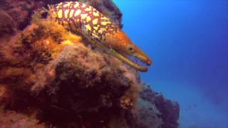 Especies de Canarias - Capítulo 3 - Serpentiformes y Arrecifes de Coral