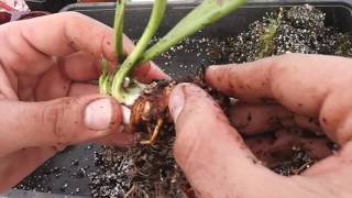 Carniplant-Plantas carnívoras-Como realizar un correcto trasplante de Sarracenia