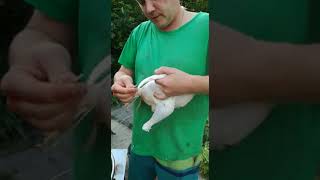 Ощипка бройлера бильными пальцами кольцо и сфера с нашего сайта хорошая-ферма.рф