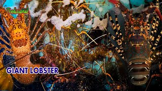 Bagaimana Penangkaran udang Lobster unggulan Indonesia yang Terkenal