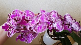 Обильное цветение моих орхидей | Flowering of my orchids | Орхидея | Orchids
