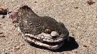 5 ANIMALS THAT LIVE AFTER DEATH