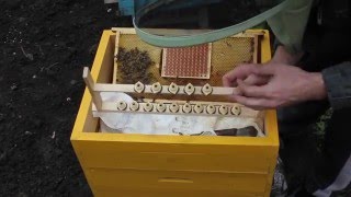 прививка личинок