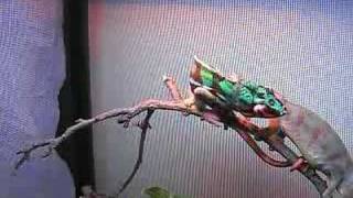 My Panther Chameleons Mating