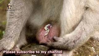 OMG! Amazing Monkeys meeting beautiful girl - monkeys group near Angkor Tom part 2