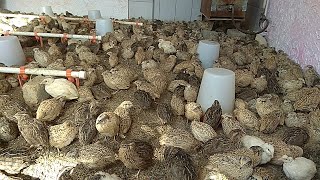 Bedana Boqish xaqida To'liq Malumot Бедана Бокиш