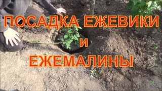 Посадка ежевики. Как садить Ежевику.