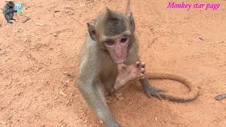 Monkey suck thumb like baby, Monkey Sambo is domestic | Monkey Sambo part 01