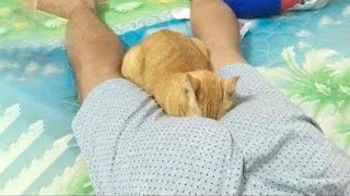 БЕССТЫЖИЕ КОТЫ которые ПЕРЕШЛИ ВСЕ ГРАНИЦЫ