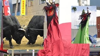 Japanese Bullfighting Festival - Ushi-oni Uwajima Matsuri 宇和島牛鬼