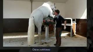 Horse Mating with Phantom Vagina - Sperm Collection from Stallion for Artificial Insemination Video