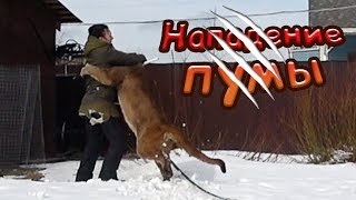 НАПАДЕНИЕ ПУМЫ / Проблемы общения с большой кошкой