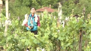 ერთი დღე სოფელში ვაშლოვანი. erti dge sopelshi vashlovani