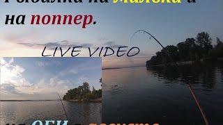 Рыбалка в Сибири на Оби на малька и поппер, август 2014