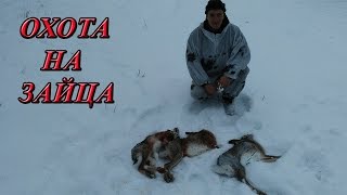 охота на зайца. 3-х по наводке!