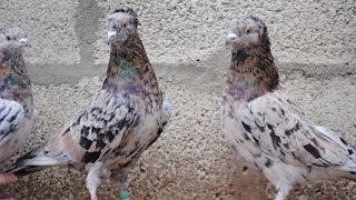 Бакинские бойные голуби (Vitalie Stirbu / Кишинев, Молдова)