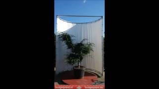 juniperus chinensis blue alps bonsai 160 180 469euro KH
