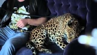 Фотосессия с леопардом в Санкт-Петербурге. (LeopardShow.ru)