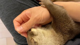 カワウソさくら コツメカワウソの名前の由来とは？自分で爪切りするカワウソ Otter who cut their nails by themselves