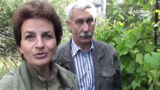 Виноград  для  начинающих  Сорт Гуно. Сайт "Садовый мир"