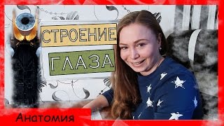 Строение глаза. Урок биологии №60.