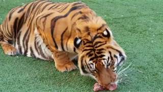 I don't think tigers are cats !
