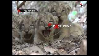 Exclusive Footage of Lions Cubs in Gir || Sandesh News