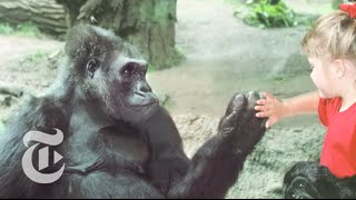 Bronx Zoo Gorilla Named Pattycake, First Gorilla Born in New York, Dies | The New York Times