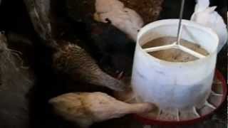 Poultry slaughterhouse opened in Kakamega.