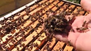Добрее этих пчёл не бывает!