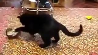 Горностай бьет кота