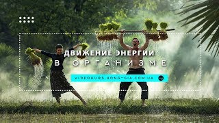 Суточный цикл движения энергии в организме