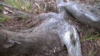 Лесные муравьи в Крыму  Forest ants in the Crimea