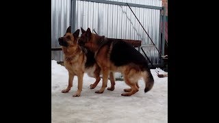 Немецкая овчарка вязка(German Shepherd) Mating in dogs