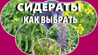Какие сидераты сеять  осенью ,весной, под зиму