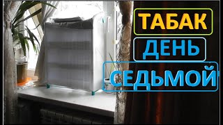 ТАБАК ПРОРАСТАЕТ прямо на глазах